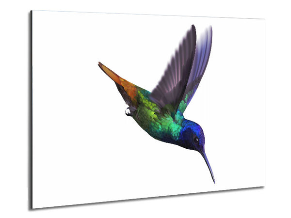 Hummingbird Colours