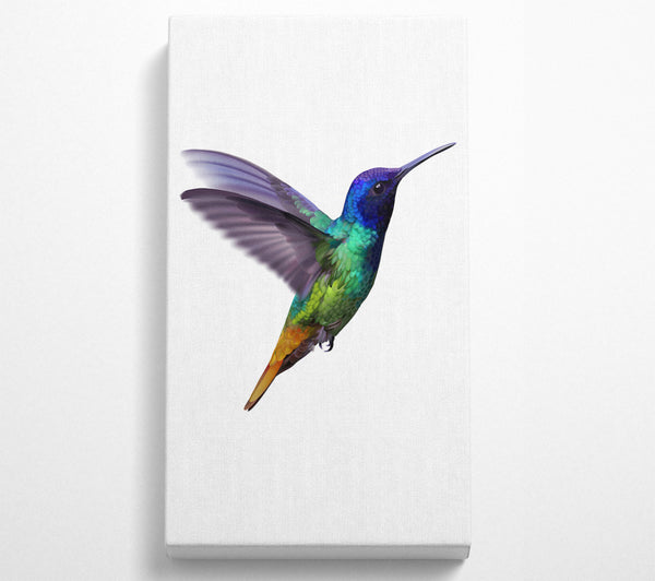 Hummingbird Colours