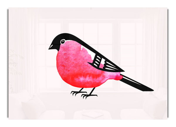 Pink Robin Breast