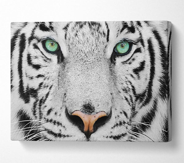 Picture of Green Eyed White Tiger Canvas Print Wall Art