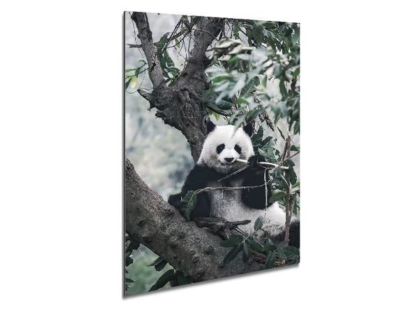 Panda Tree Lover