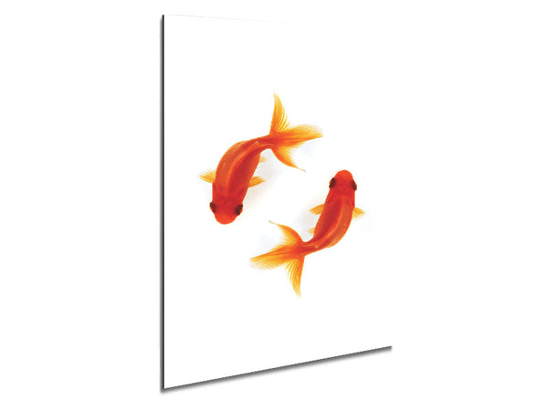 Goldfish Reflections