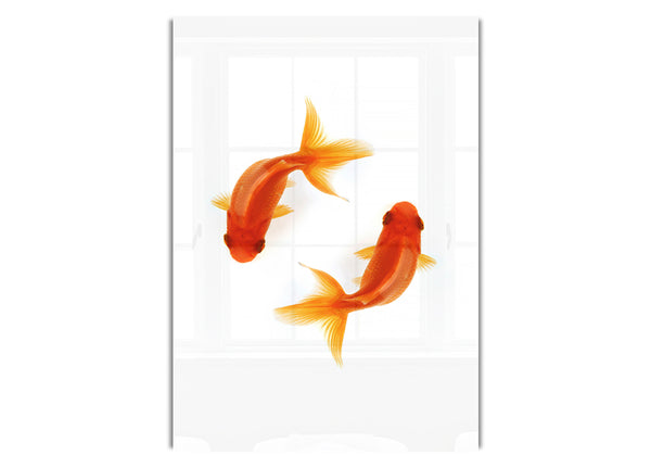 Goldfish Reflections