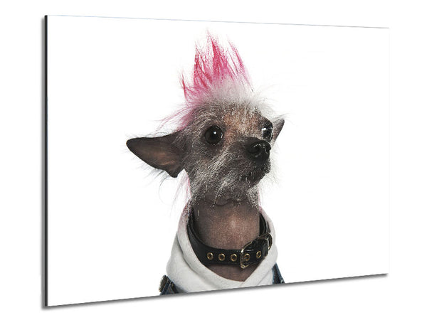 Chinese Crested Punk Dog