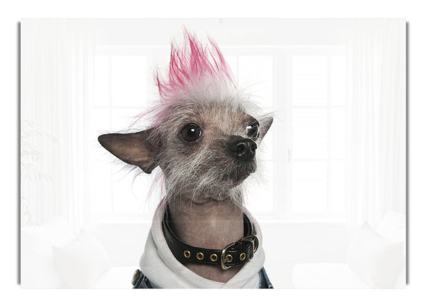 Chinese Crested Punk Dog