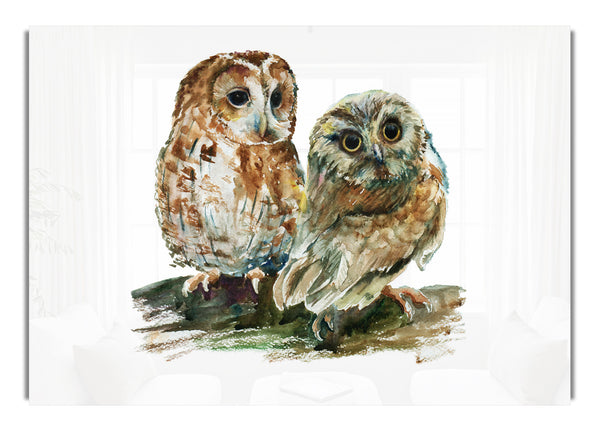 Barred Owl Duo