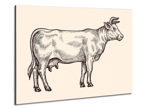 Hereford Cow