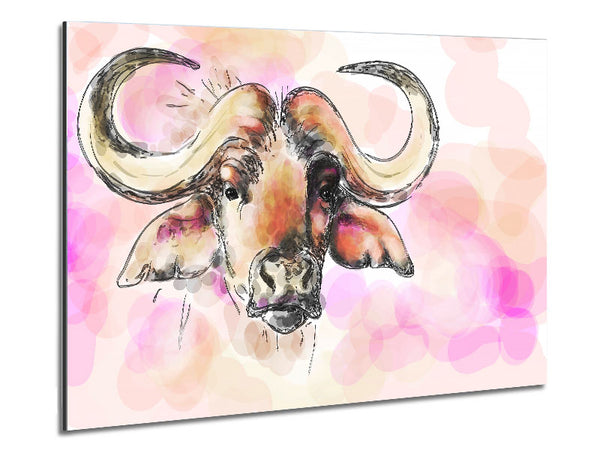 Texas Longhorn Cow