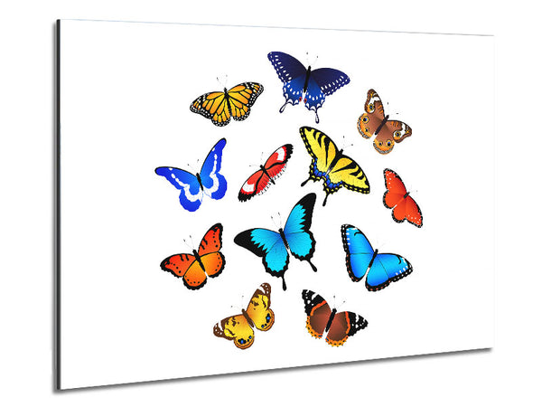 Colourful Butterflies