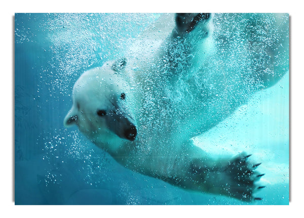 Polar Bear Swim