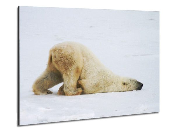 Polar Bear Itch