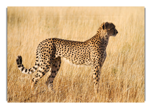 Cheetah Watch