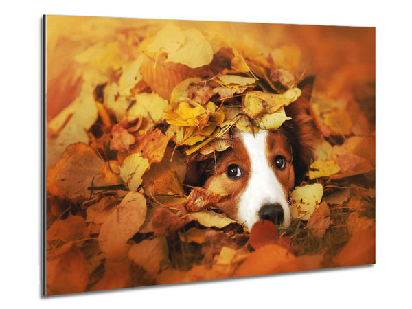 Dog In Autumn Leaves