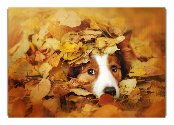 Dog In Autumn Leaves