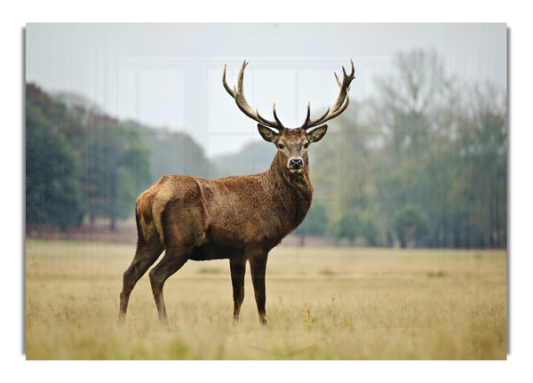 Red Deer Beauty