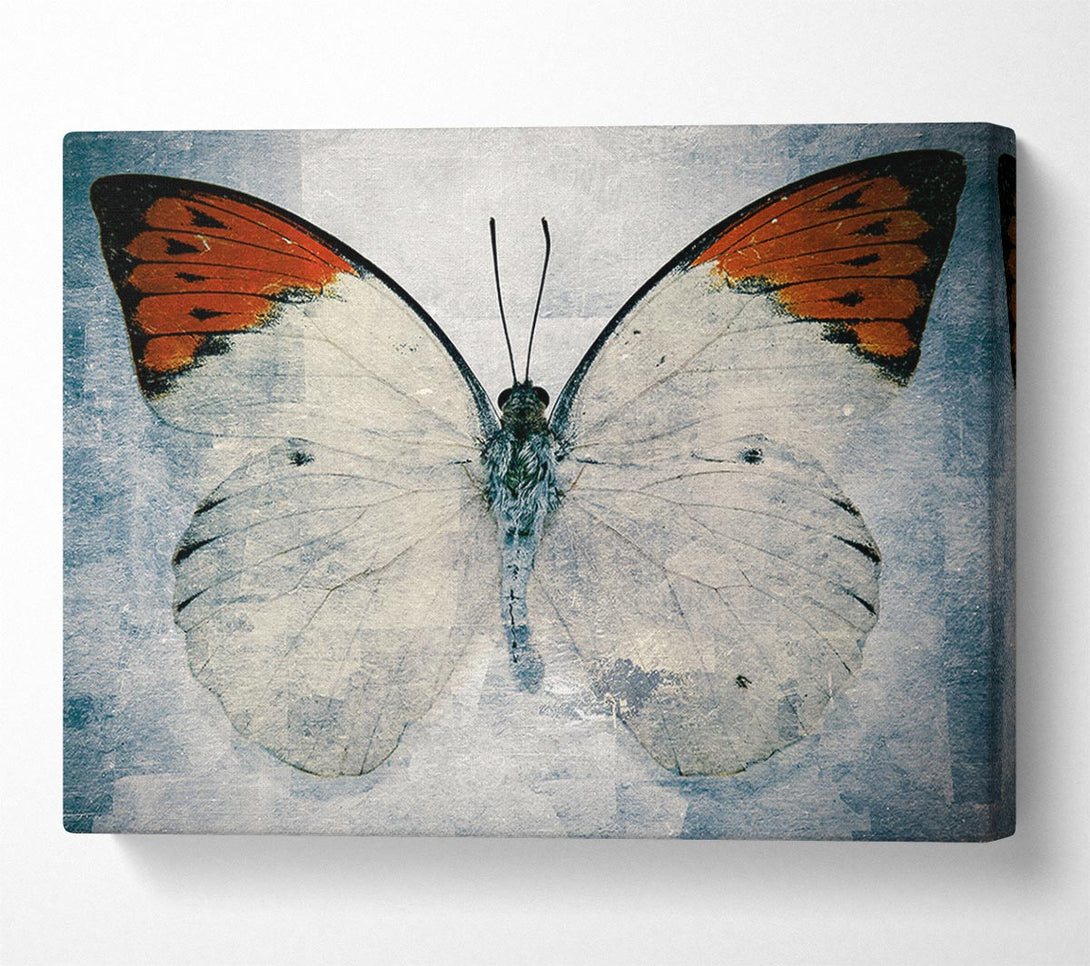 Picture of Orange Tipped Butterfly Canvas Print Wall Art