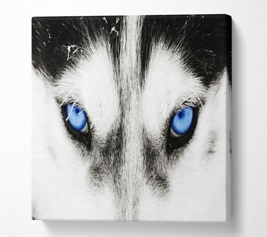 A Square Canvas Print Showing Husky Dog Blues Square Wall Art