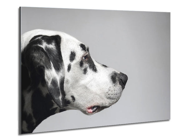 Dalmation Dog Face