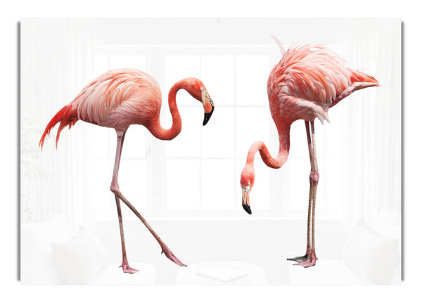 Pink Flamingo Duo