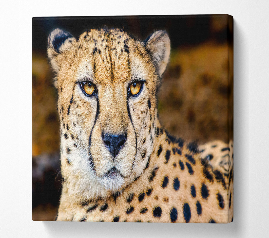 A Square Canvas Print Showing Beautiful Cheetah Face Square Wall Art