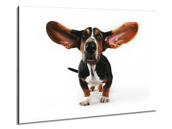 Basset Hound Ears