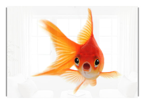 Shocked Goldfish