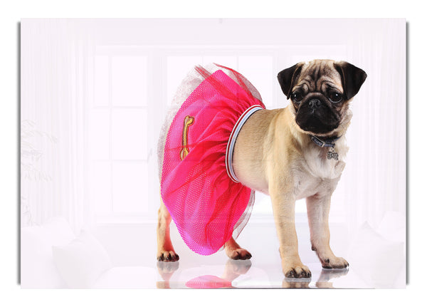 Pug Dog Tutu