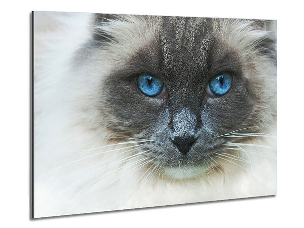 Ragdoll Cat Face