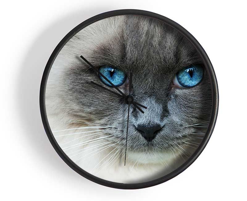 Ragdoll Cat Face Clock - Wallart-Direct UK