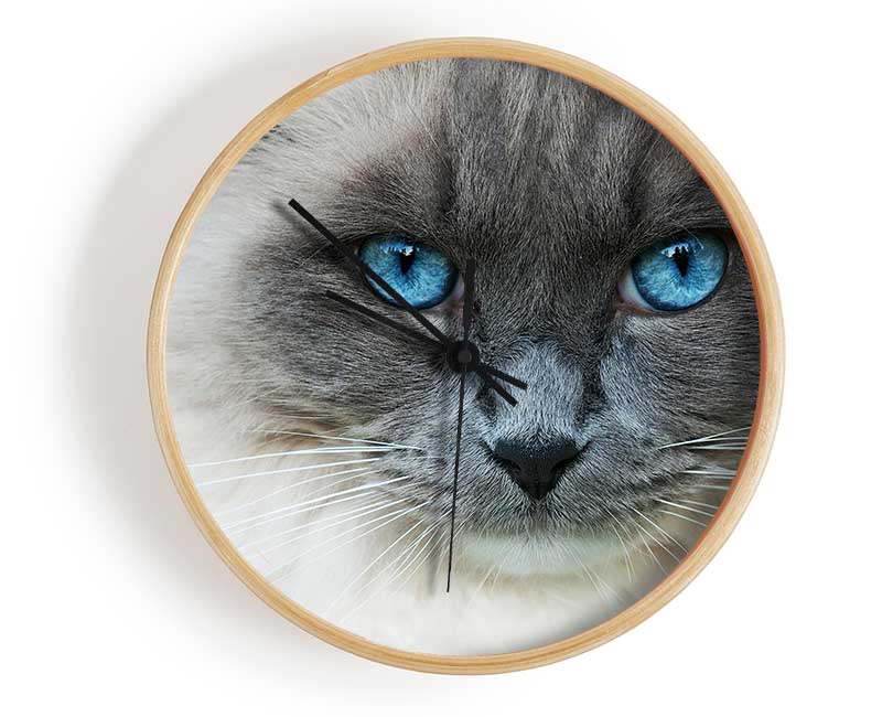 Ragdoll Cat Face Clock - Wallart-Direct UK