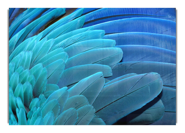 Parrot Feathers