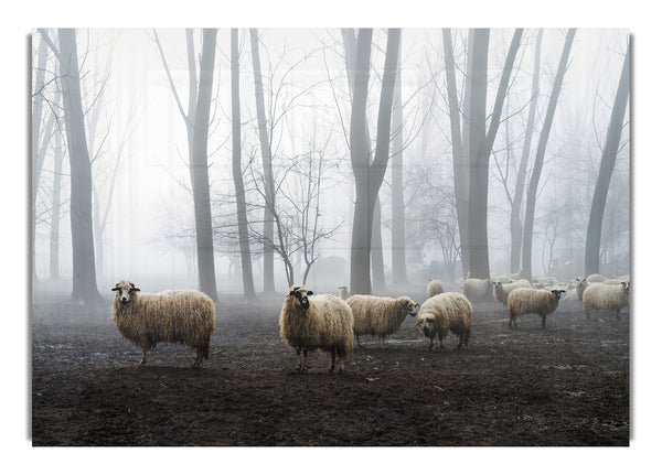 Sheep Forest