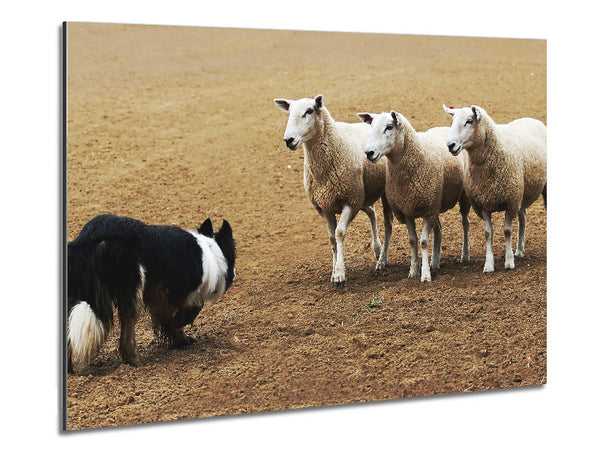 Sheepdog Roundup