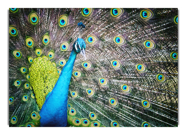 Peacock Glory