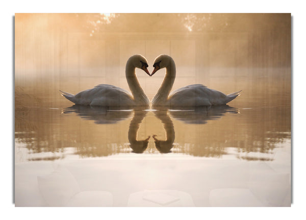 Swan Lake Love