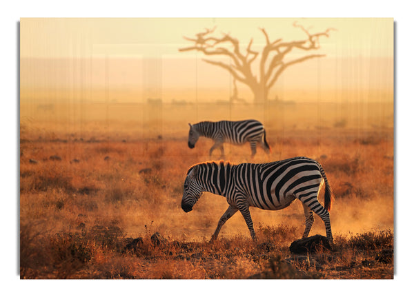 Sunset Zebra