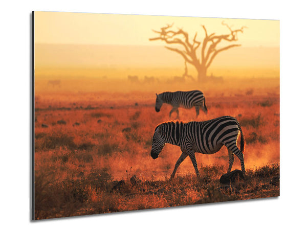 Sunset Zebra