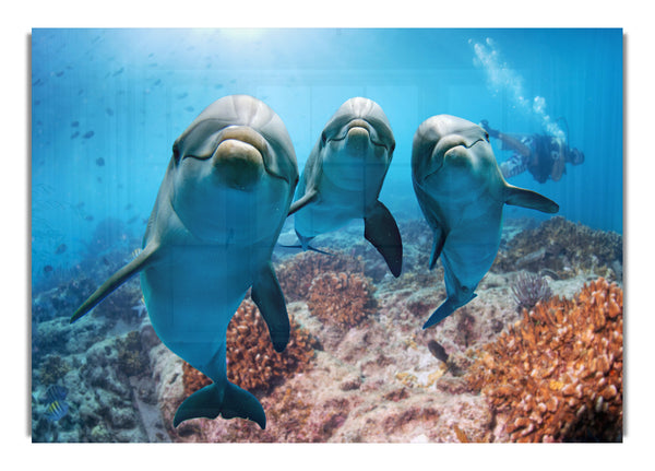 Inquisitive Dolphin Trio