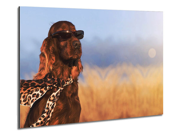 Glamorous Irish Setter Dog