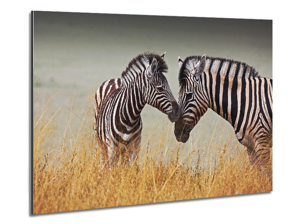 Mother and Baby Zebra