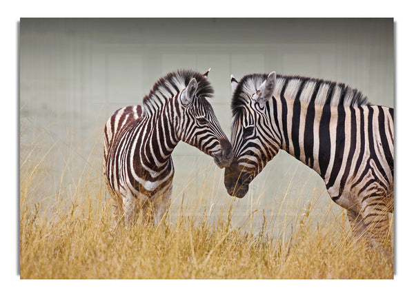 Mother and Baby Zebra