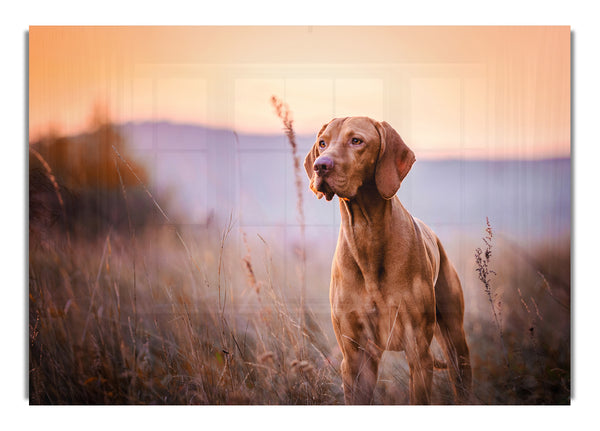 Vizsla Sunset Dog