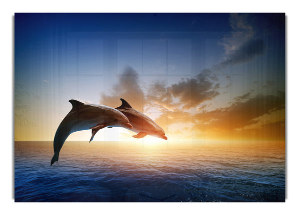 Jumping Sunset Dolphins