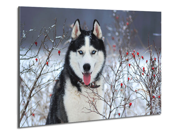 Husky Dog In The Winter