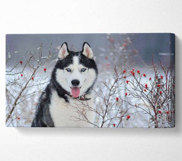 Husky Dog In The Winter