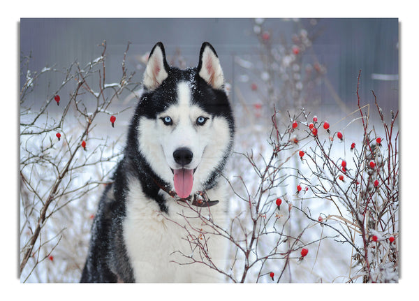 Husky Dog In The Winter