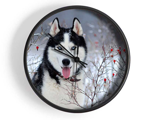 Husky Dog In The Winter Clock - Wallart-Direct UK