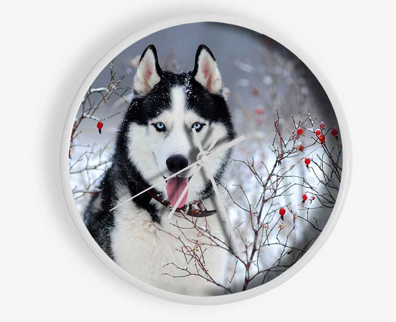 Husky Dog In The Winter Clock - Wallart-Direct UK