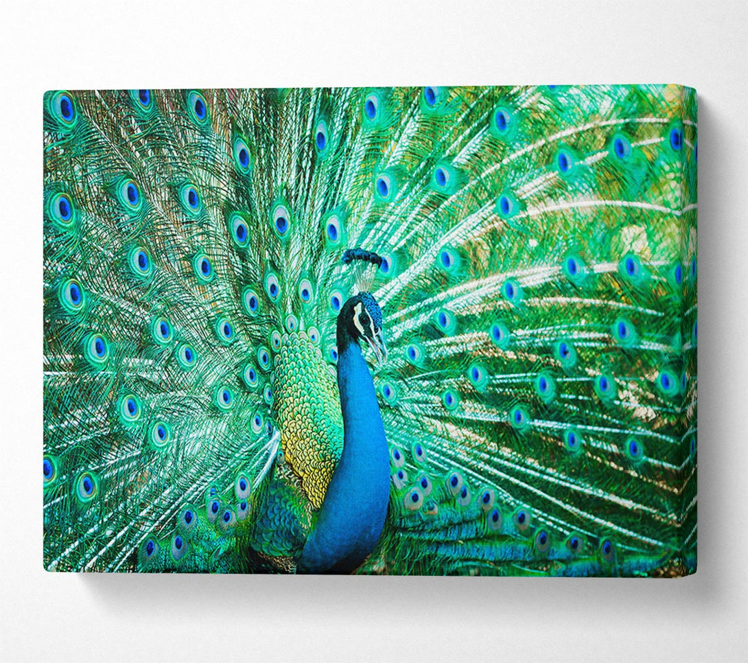 Picture of Peacock Feather Glory Canvas Print Wall Art