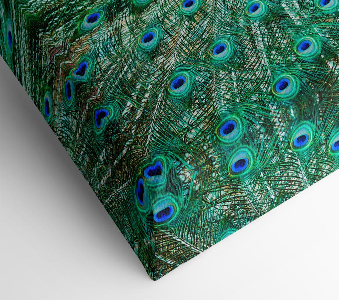 Picture of Peacock Feather Glory Canvas Print Wall Art